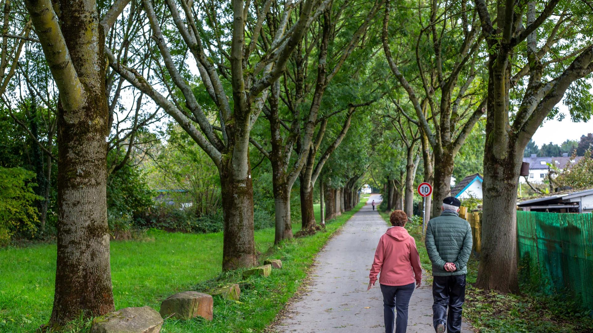 Spaziergänger auf einer Allee in der Nähe von Leichlingen ( NRW ). Spaziergänger auf einer Allee in der Nähe von Leichlingen ( NRW ).
